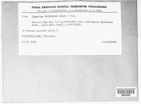 Taphrina deformans image